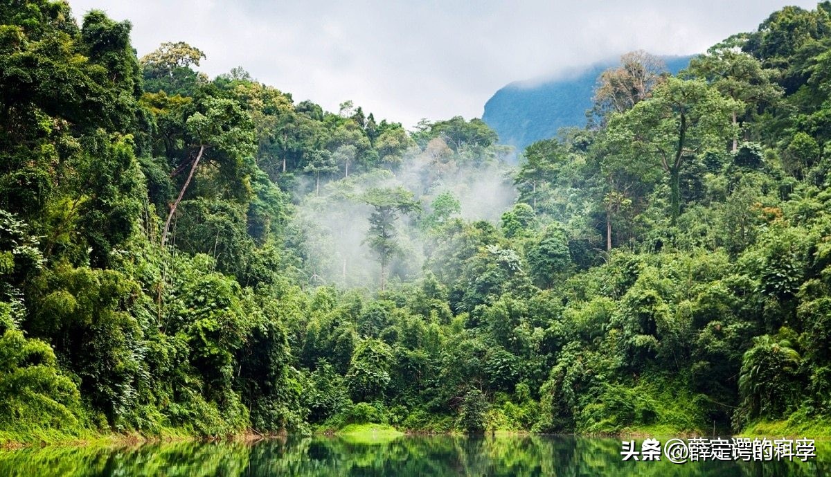 “绿色天堂”亚马逊雨林有多恐怖？其实是人类禁区