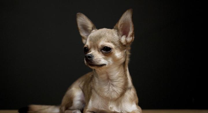 什么品种长不大狗狗聪明又好养,中国本土的狗狗的品种有哪些