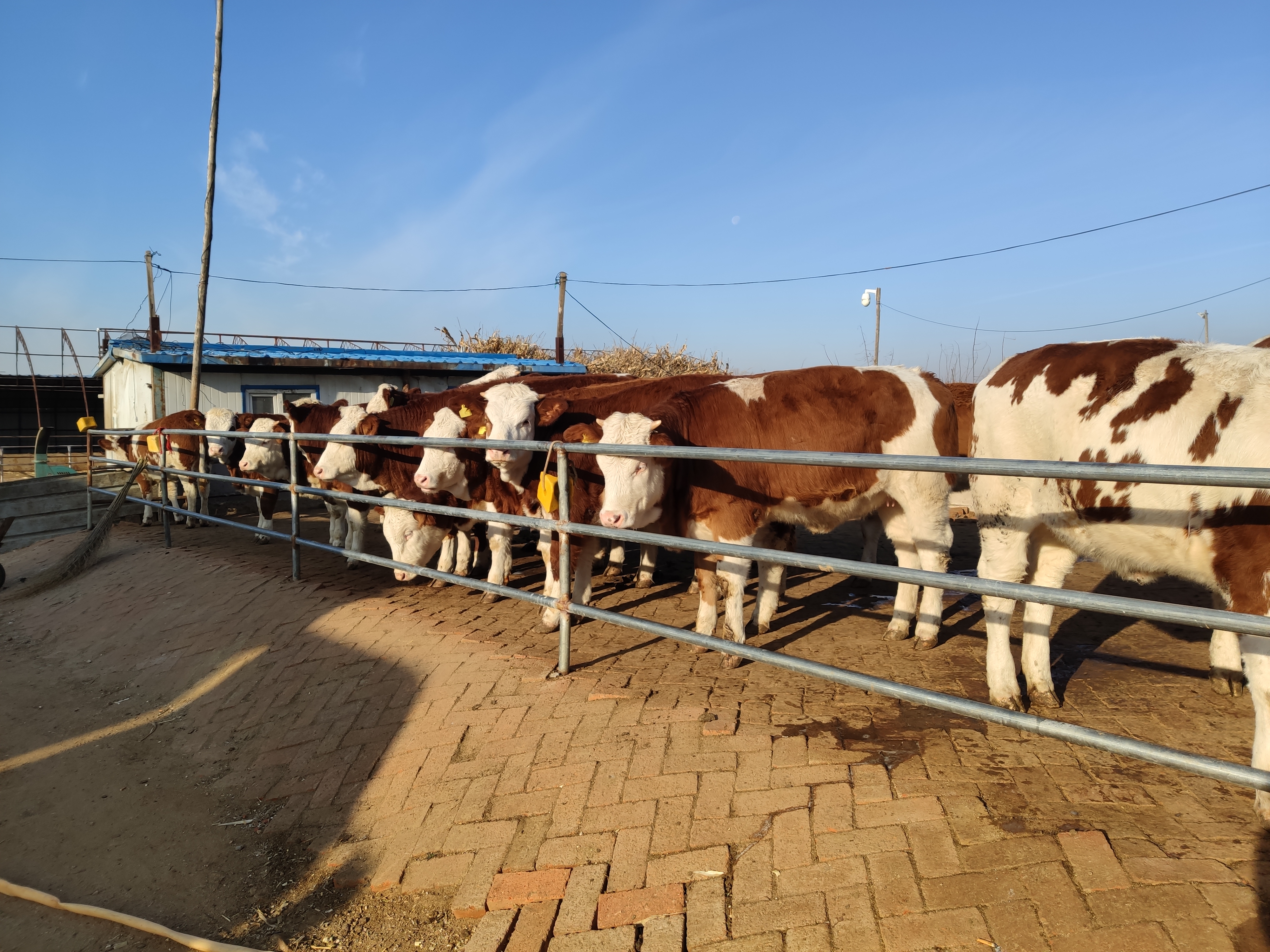 肉牛市场走势,肉牛产业发展前景和市场需求