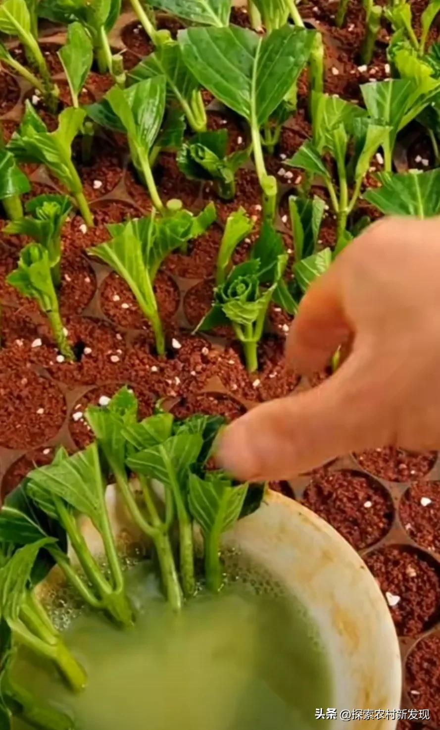 种植一亩利润20万的种植方法,农村种植赚钱方法分享