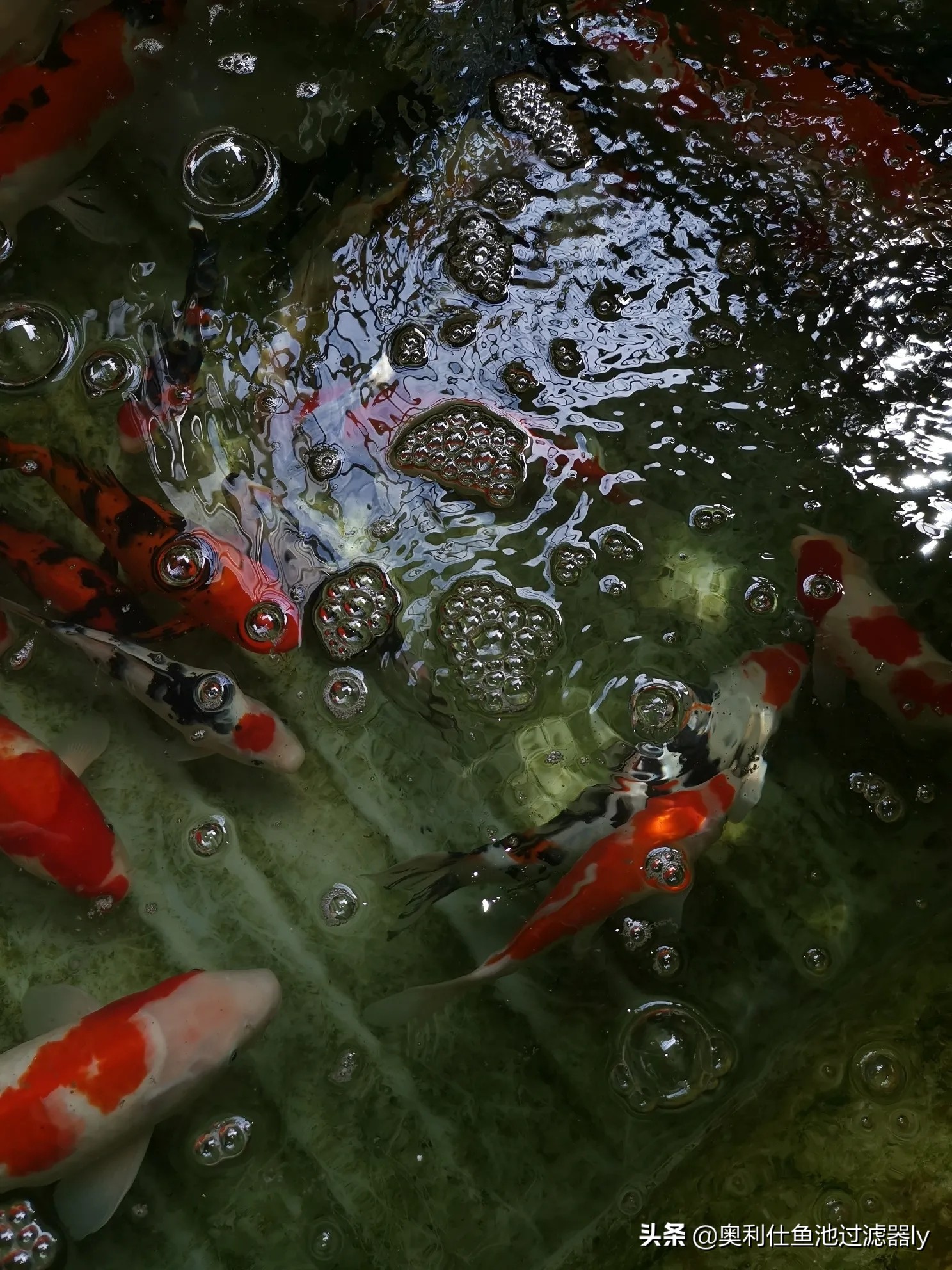 锦鲤鱼池水面有泡沫怎样解决,锦鲤鱼池水面起泡