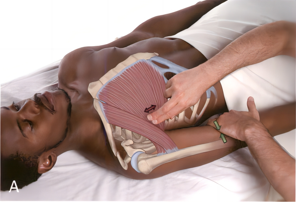 胸大太松怎样练紧致,胸大肌太过紧张要松解多久