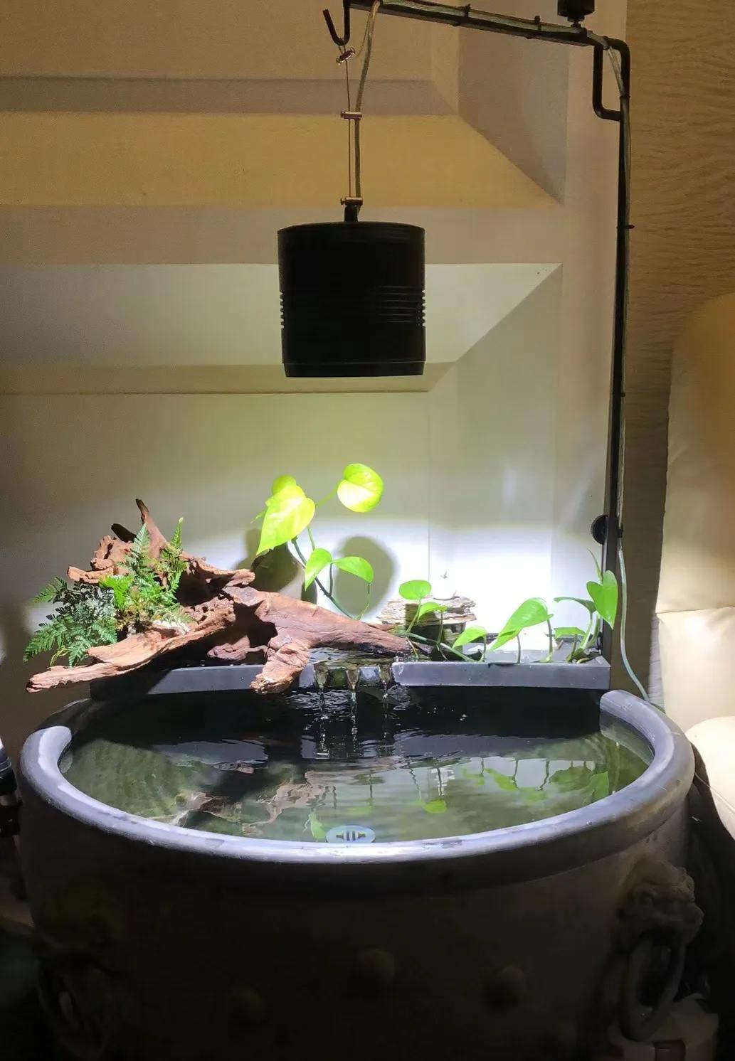 古法养金鱼为什么喂小米,古法养金鱼的原理