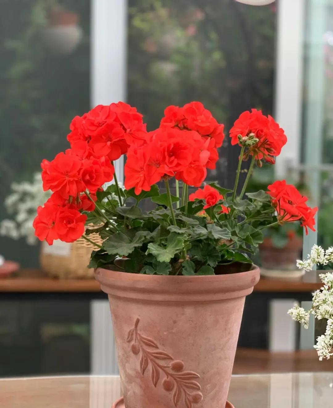 90后将天台改造成空中花园,90后姑娘回家改造楼顶花园