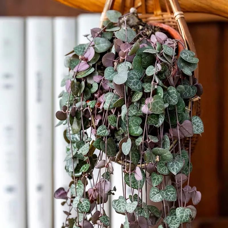 最好养的爬藤类绿植,室内爬藤绿植什么最好养