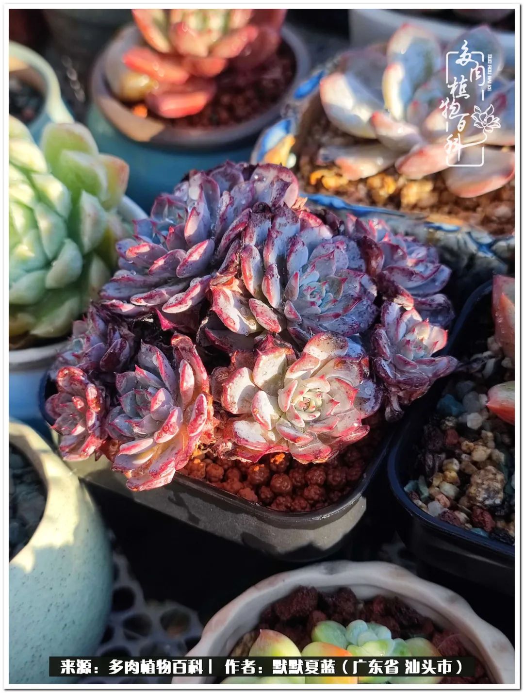 多肉虐我千百遍，我待多肉如初恋