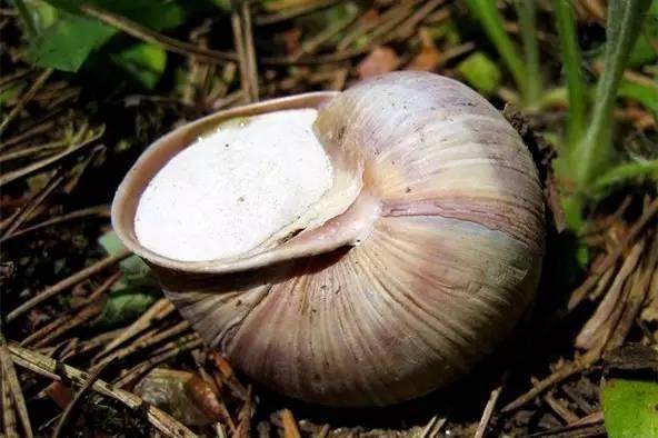 非洲大蜗牛入侵美国，每年可产5窝，花费数百万美元没法治理
