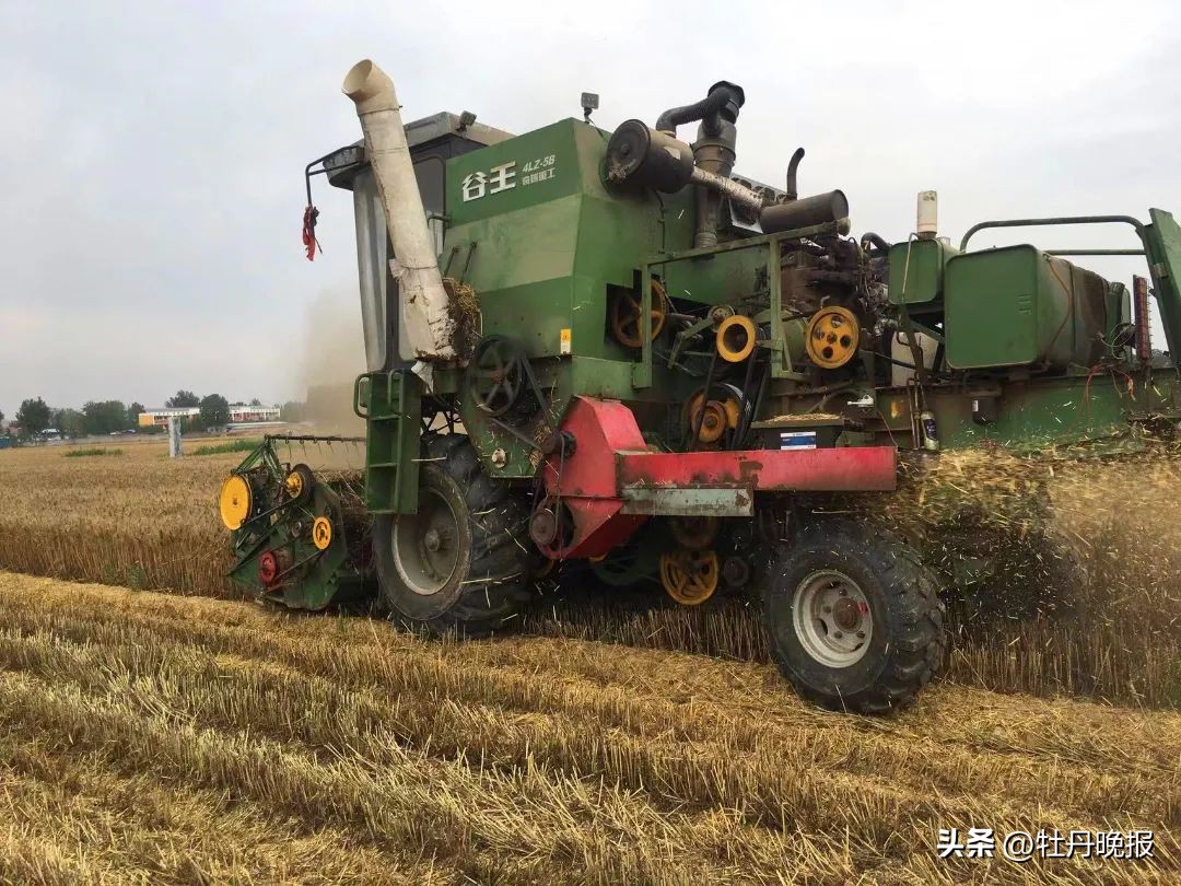 菏泽收麦最新信息,菏泽80年代收麦流程