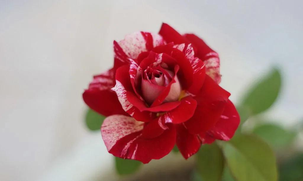 玫瑰花绝美头像,绝美玫瑰花图片