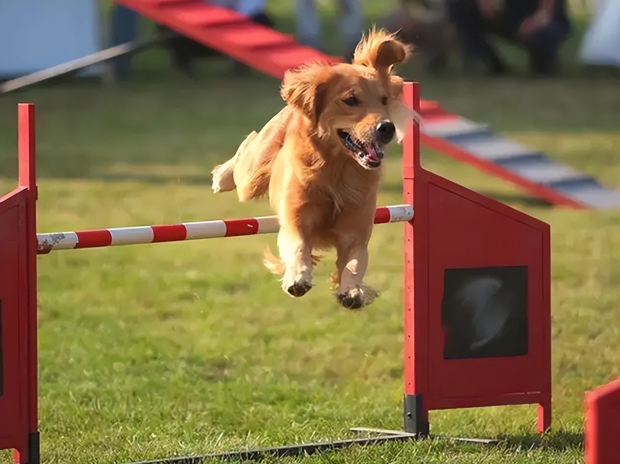告诉狗狗秘密,告诉你一个秘密养猫千万别养黑猫