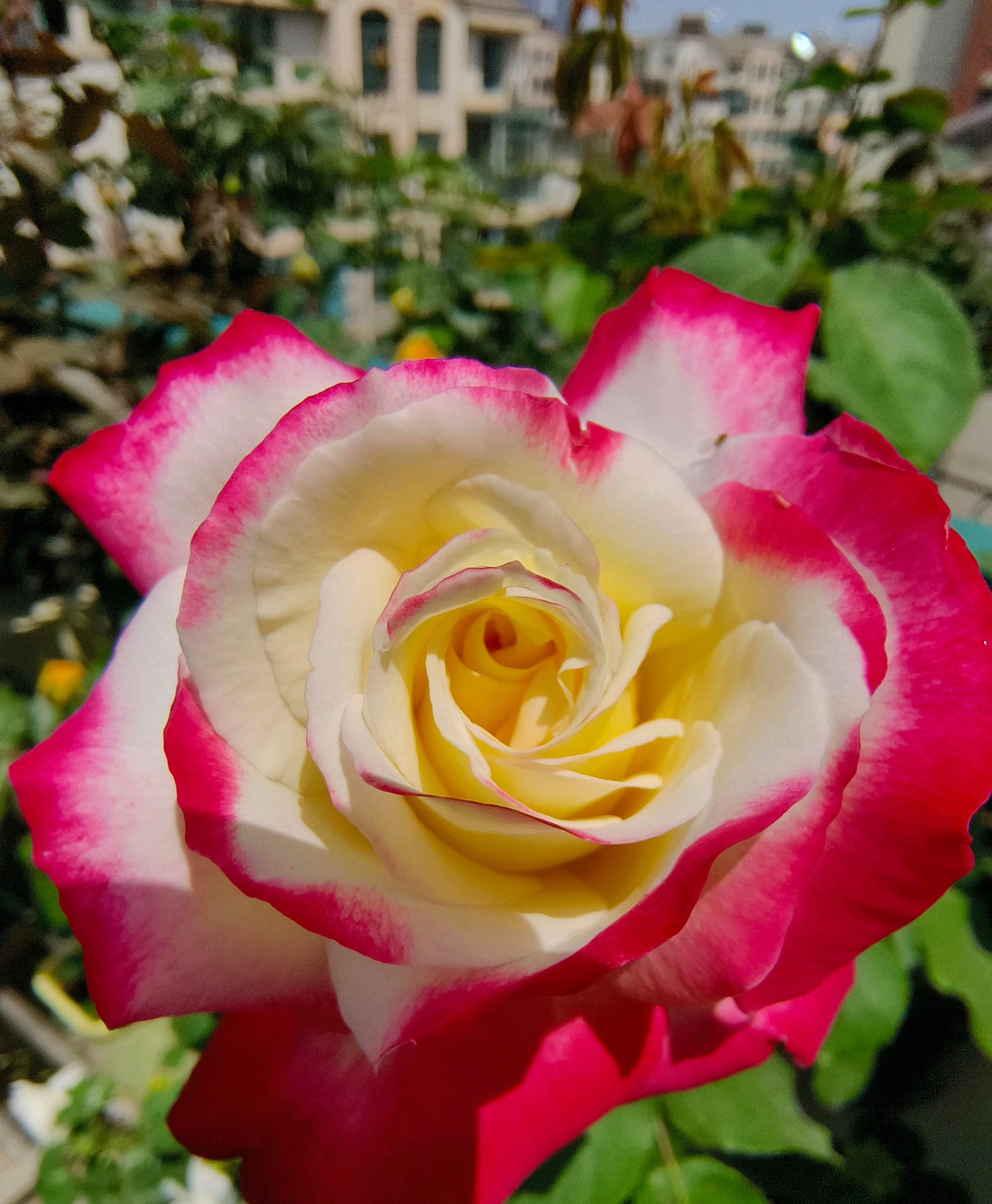 涨势强一年四季开花的月季,月季特大花苞