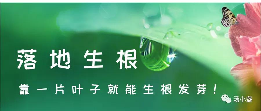 剪的叶子怎么生根发芽,绿萝单独一个叶子能生根吗