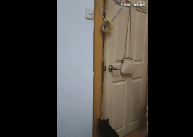 猫咪夜晚总是进进出出卧室，该怎么办？