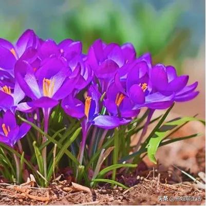 藏红花最便宜多少钱1公斤,藏红花贵不贵一般多少钱1g