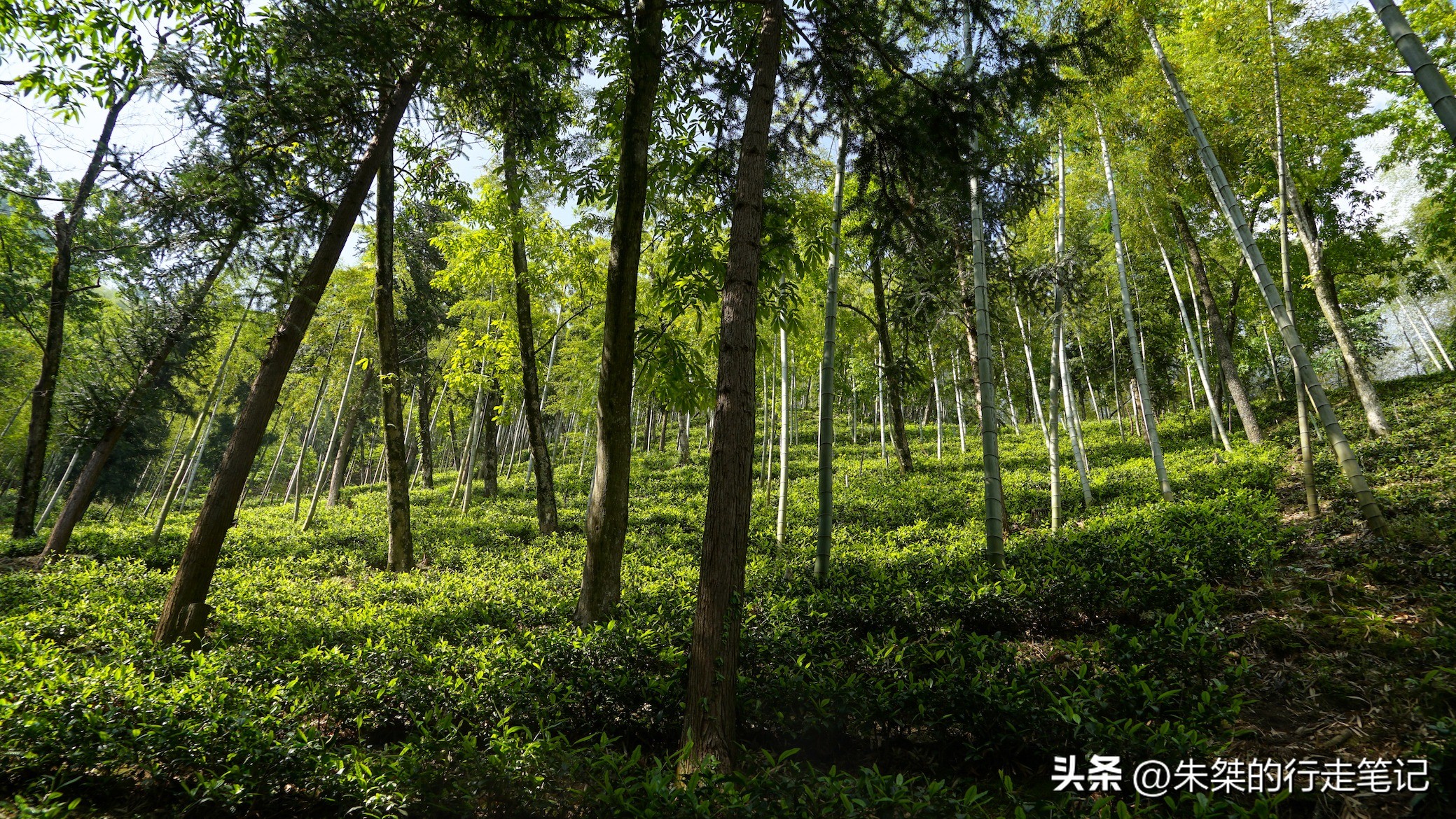 安吉碧瑶山庄住宿,安吉碧瑶山庄农家乐