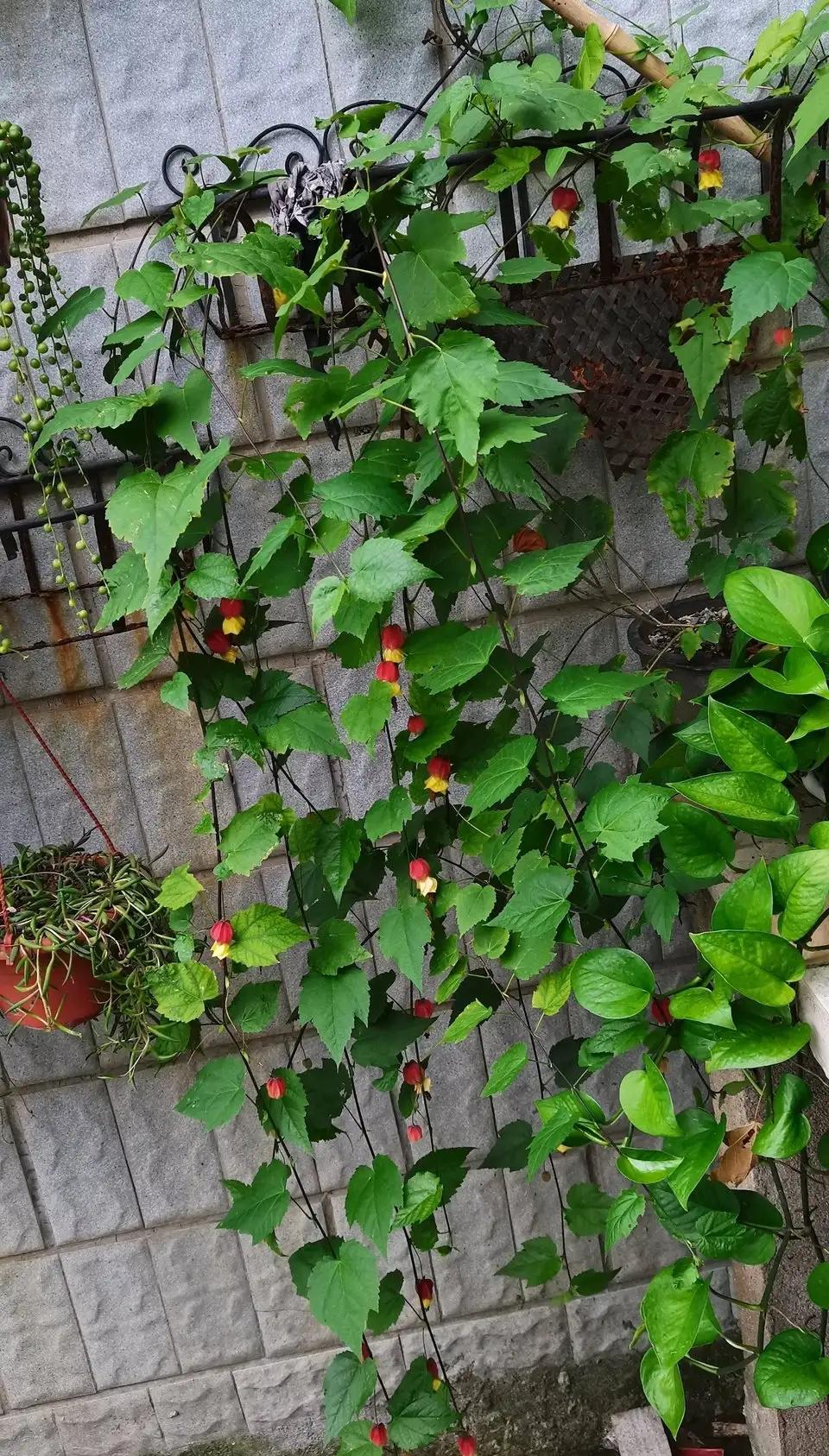 养绿萝小技巧叶子比手掌大,绿萝叶子长得大但不长藤蔓怎么办