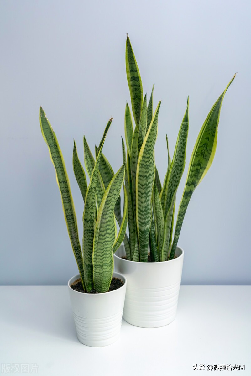 虎皮兰有镇宅的功效吗,虎皮兰被称为天然的去污小能手