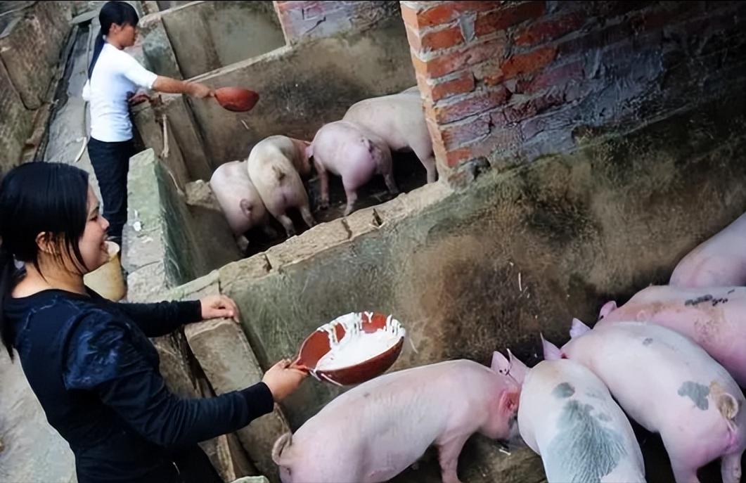 村民今年刚买100条小猪仔养猪，到底能赚多少钱？