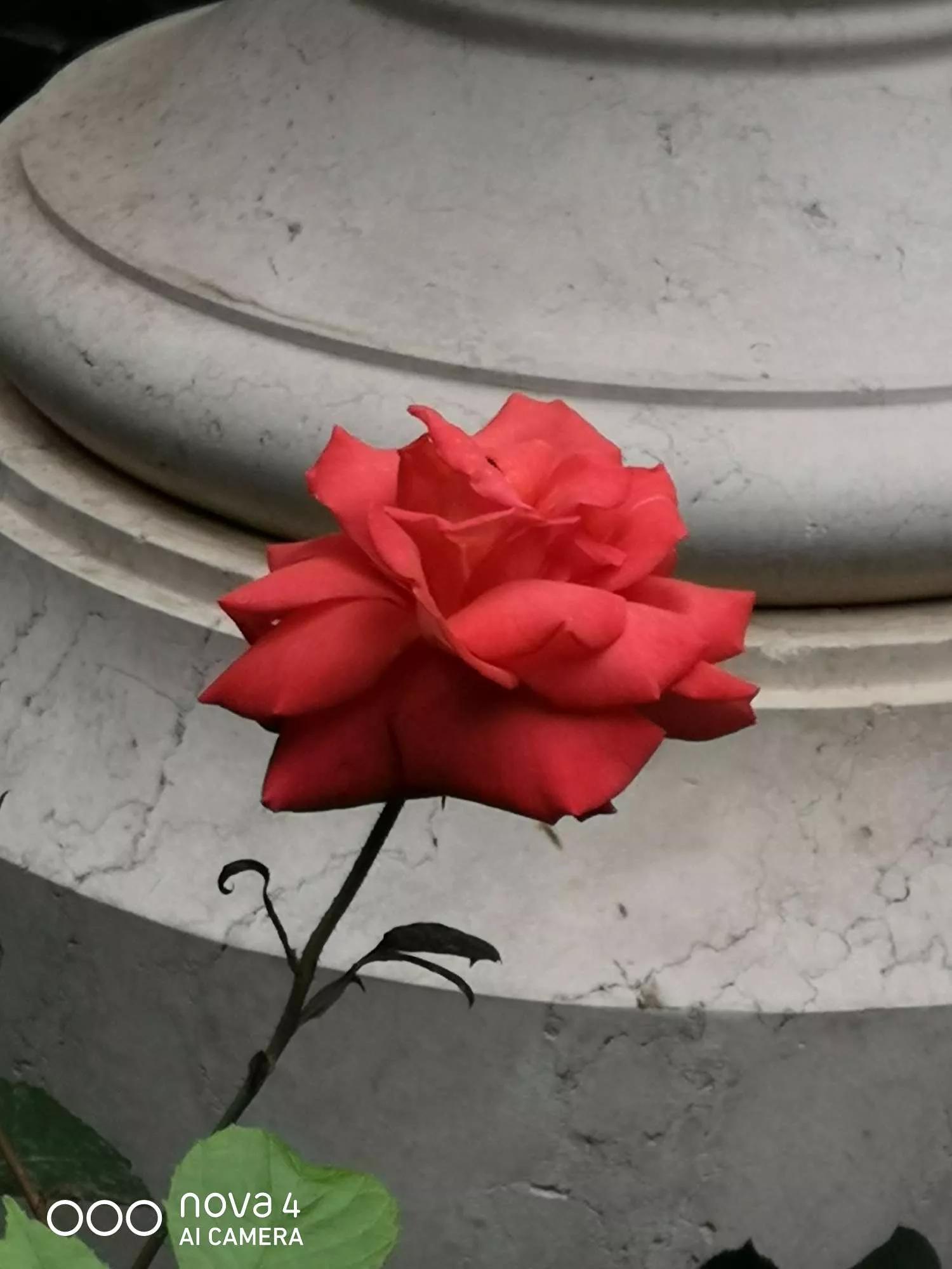 月季品种醉花,月季品种大全及图片欣赏