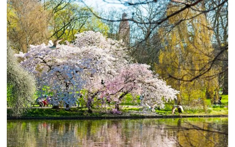 伦敦3月樱花,伦敦樱花季