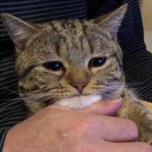 公猫不建议养的10种猫,这5种猫很忠诚一辈子值得养一只