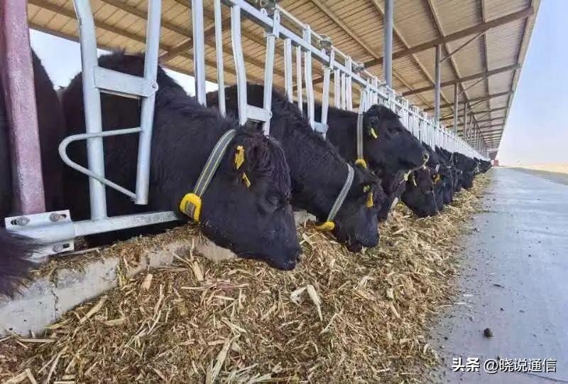 耕新啦！电信5G为乡村托起“智”富梦