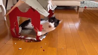 你以为你养的中华田园猫,家里养了中华田园猫