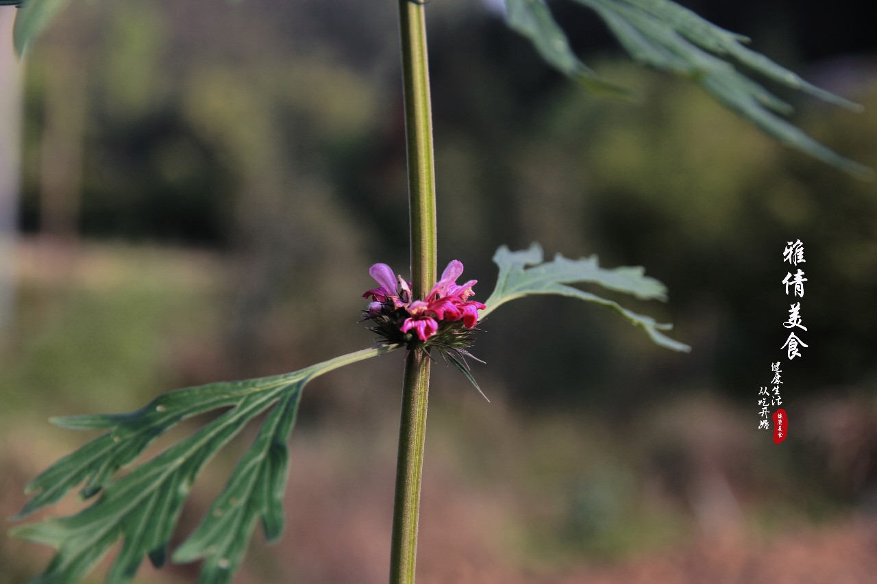 农村荒地里长出“女人草”，人称“妇女之友”，常有人与艾叶混淆