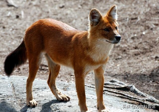 祁连山发现8只“红狗”!被称为猛兽之首,它真敢猎杀老虎?