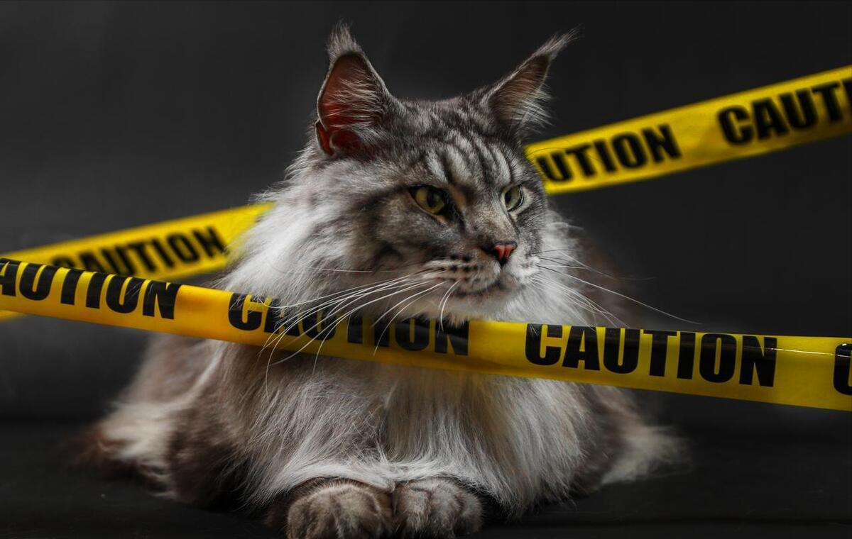 美国缅因猫可以养吗,为什么不介意养缅因猫