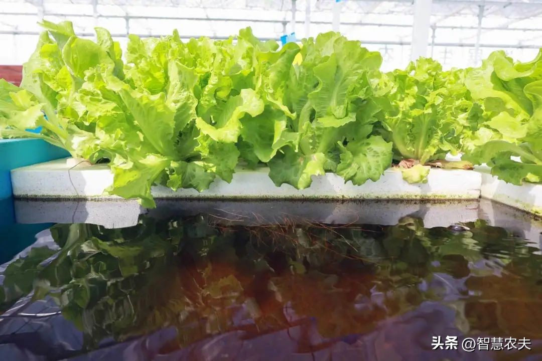 种菜不施肥养鱼不换水鱼菜共生,永不换水的阳台鱼菜共生系统