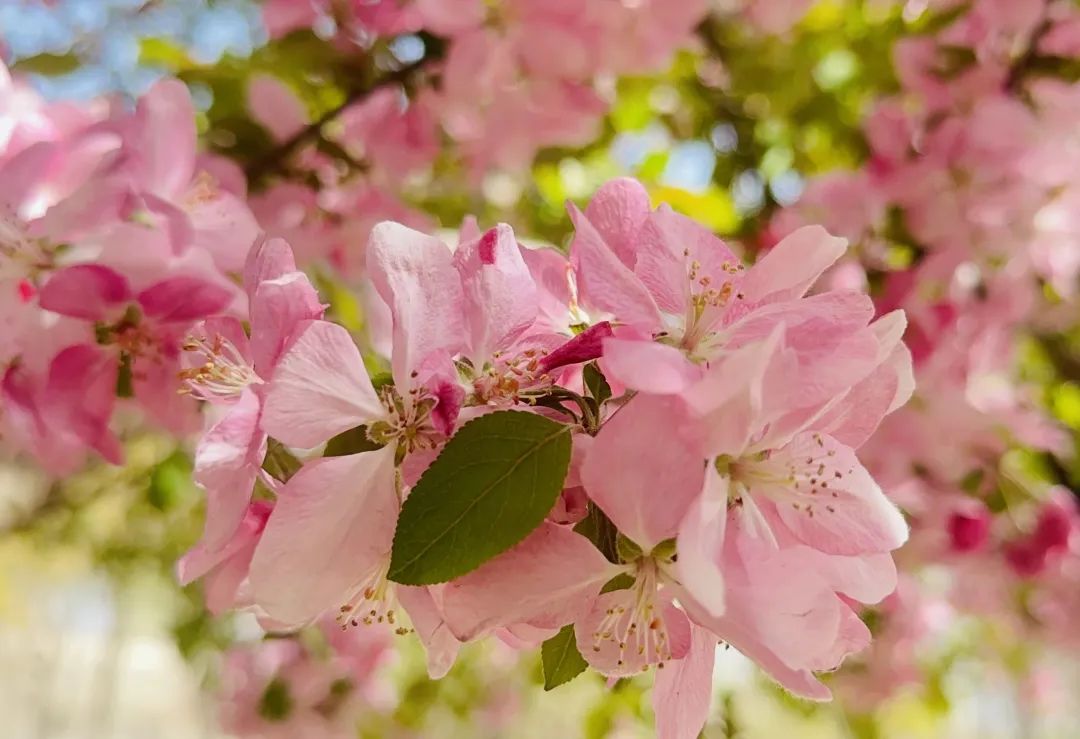 相邀北京冬奥公园看花海！首届永定河海棠赏花节来喽~