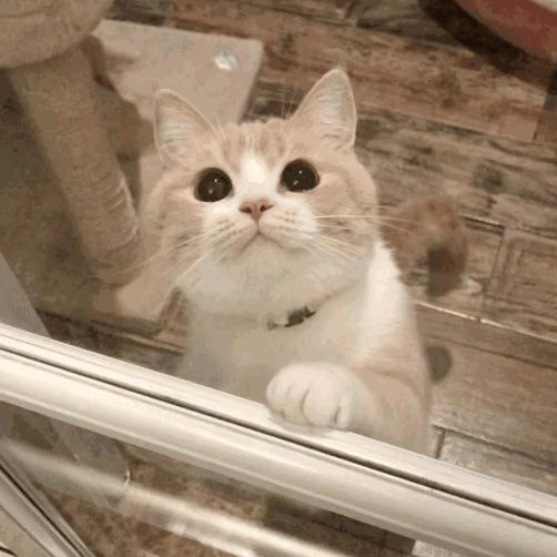 假如猫咪和老虎体型一样,老虎和猫谁是猫科动物的真正克星