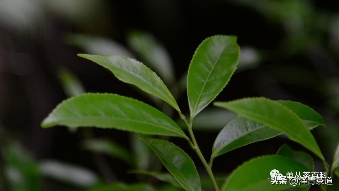 了解一下凤凰单丛,了解凤凰单丛