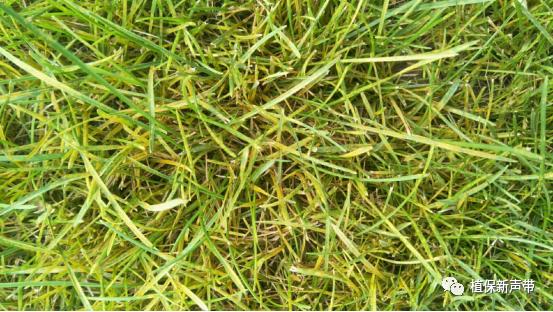 草坪要除草的方法,草坪锈病的病害预测及防治策略