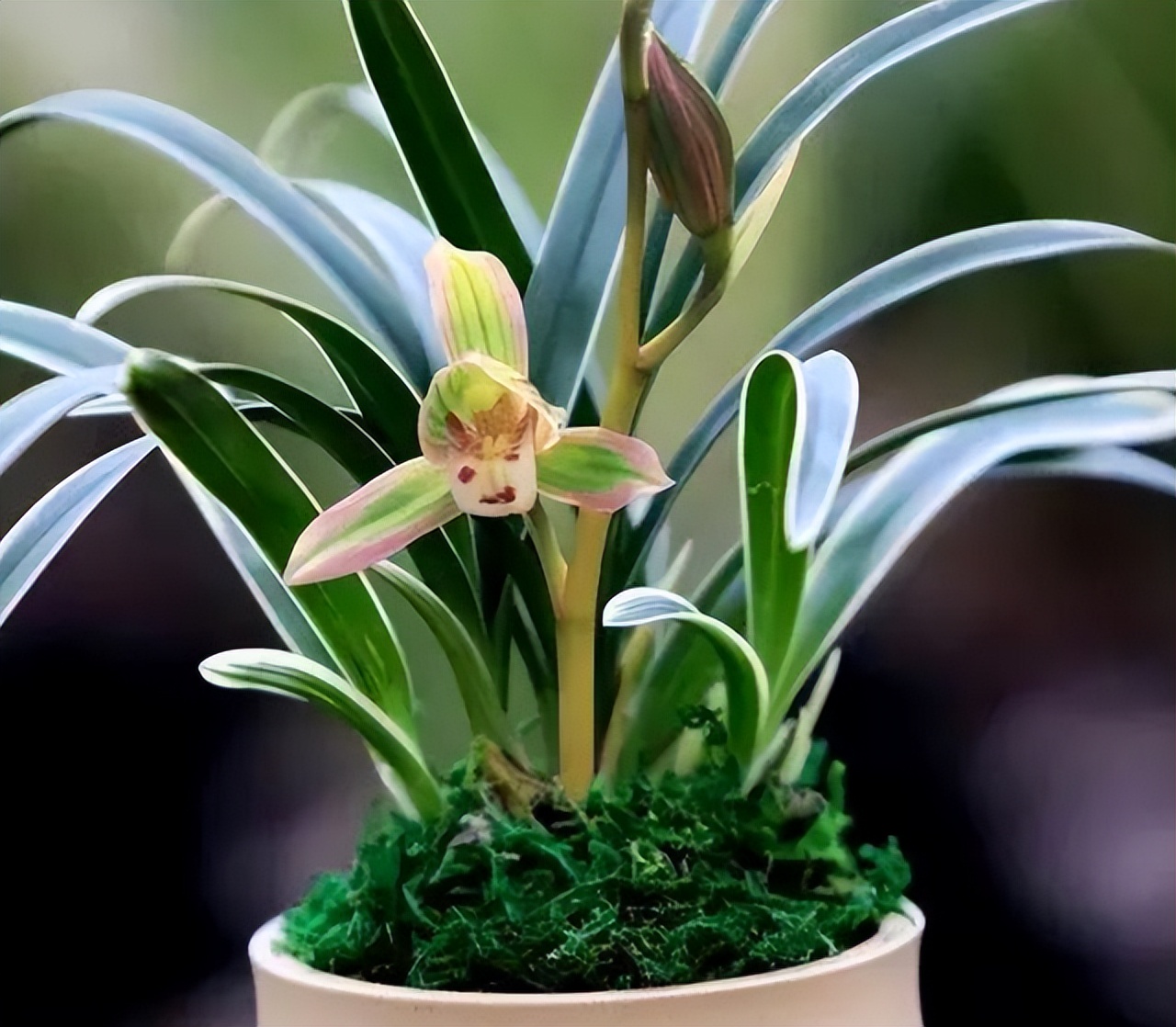 墨兰金边兰花哪个品种最好,兰花带金边的叫什么兰