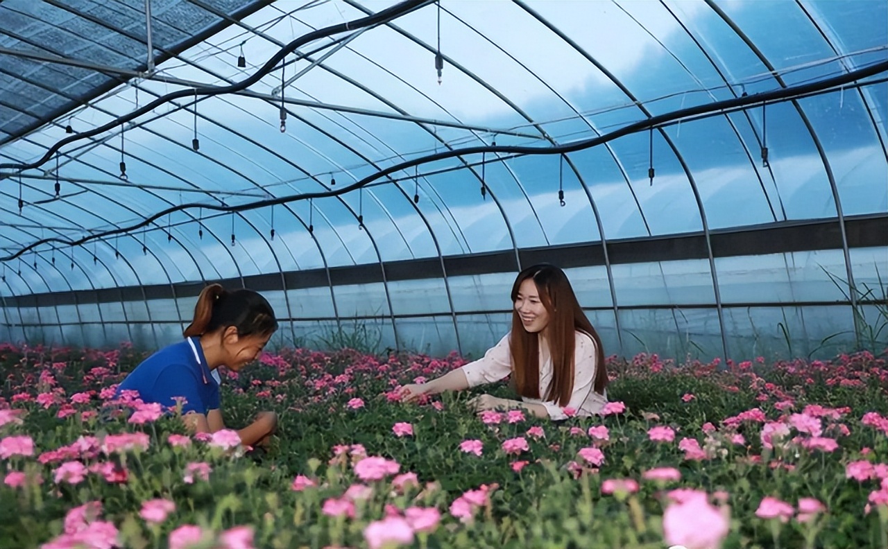 香港90后女孩贵州扶贫，5年时间孕育花海一片，带动农户创收200万