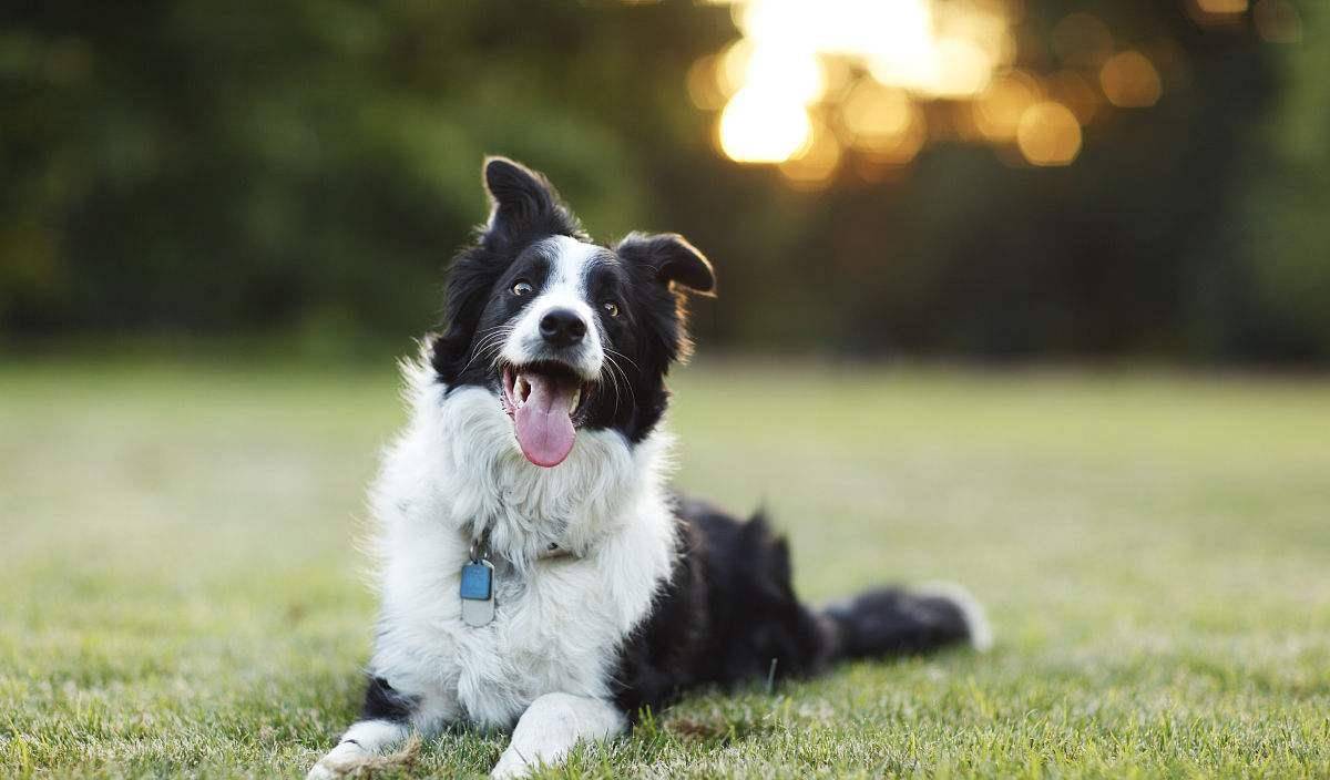 德牧犬和边牧犬优点,边牧犬蝴蝶犬的串串优点缺点