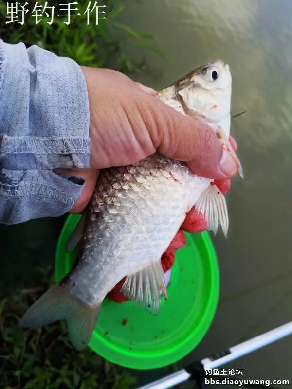 爽钓板鲫，今晚吃鱼