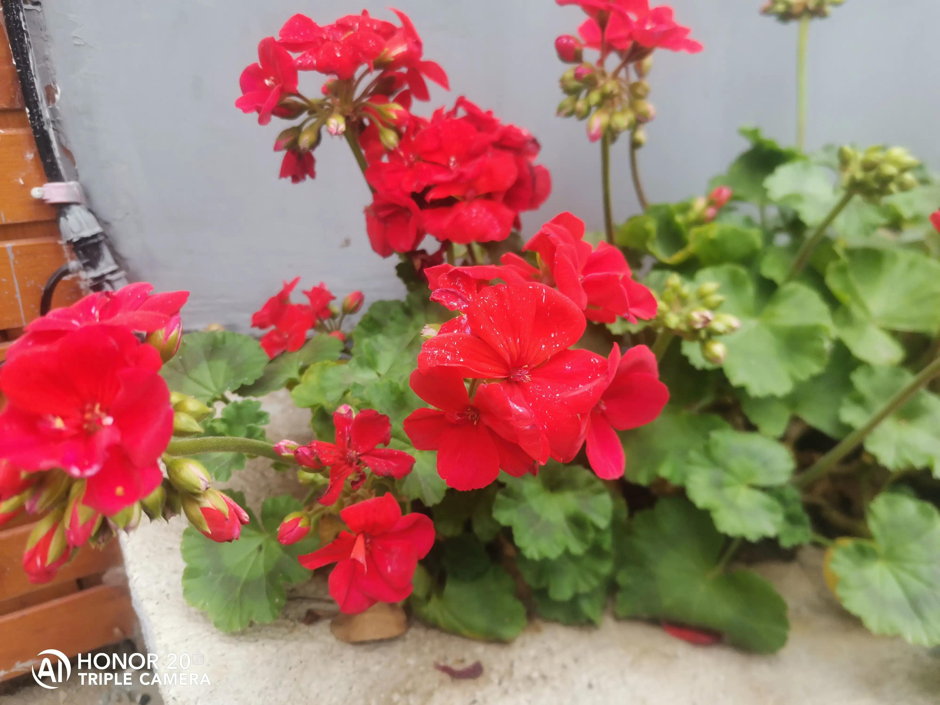 德育学堂小学版四年级上册,小学六年级上学期德育工作总结