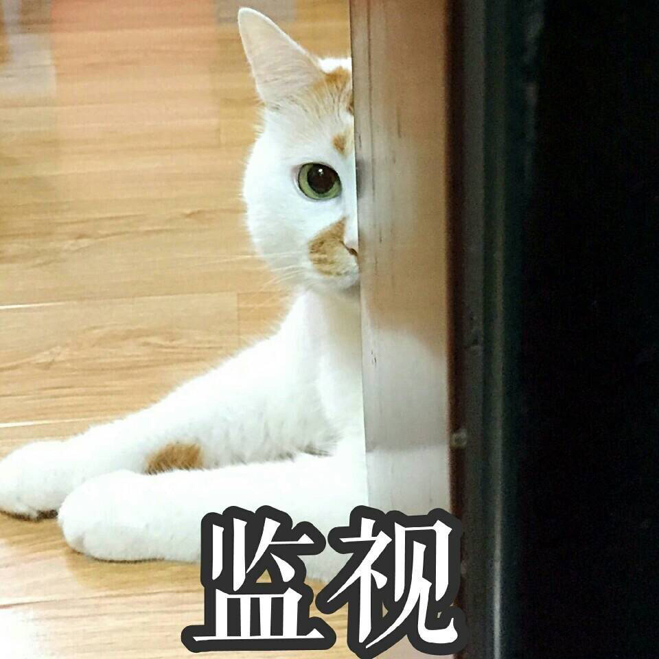 猫咪便秘最快通便的土方法,猫咪一吃肉就便秘
