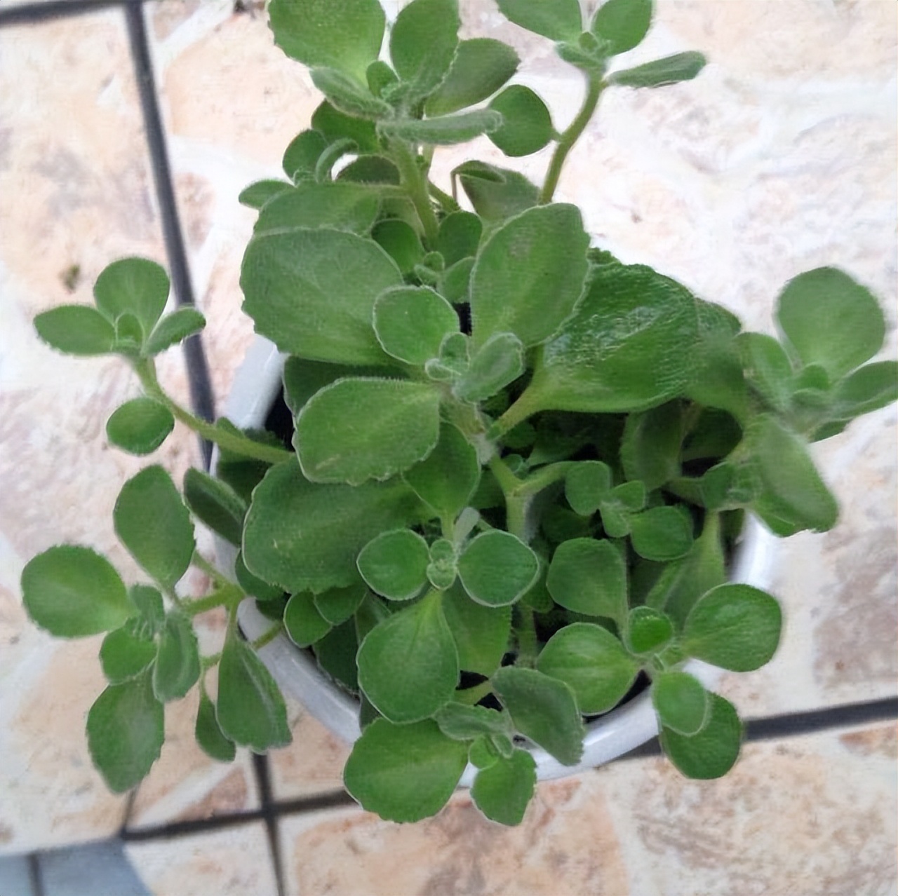 卫生间除异味最好的花,能养在卫生间去异味的花