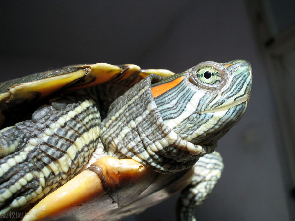 巴西龟不吃龟粮怎么回事,巴西龟一直不吃龟粮怎么回事