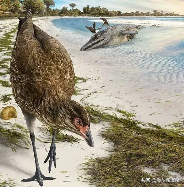 新疆哈密翼龙,天山哈密翼龙