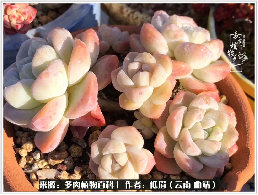 玉露多肉冬季分盆,玉露多肉怎样才能晶莹剔透