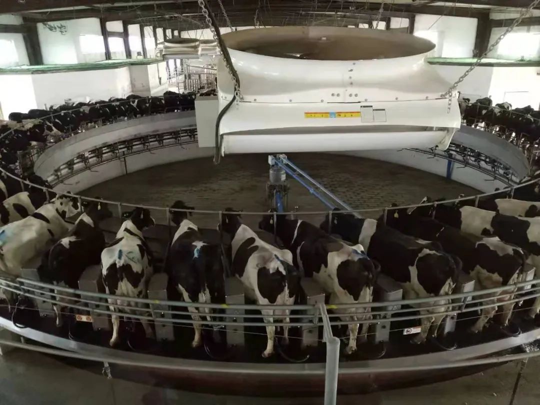 金河镇富源牧业有限责任公司：“科学”点燃畜牧业高质量发展新引擎