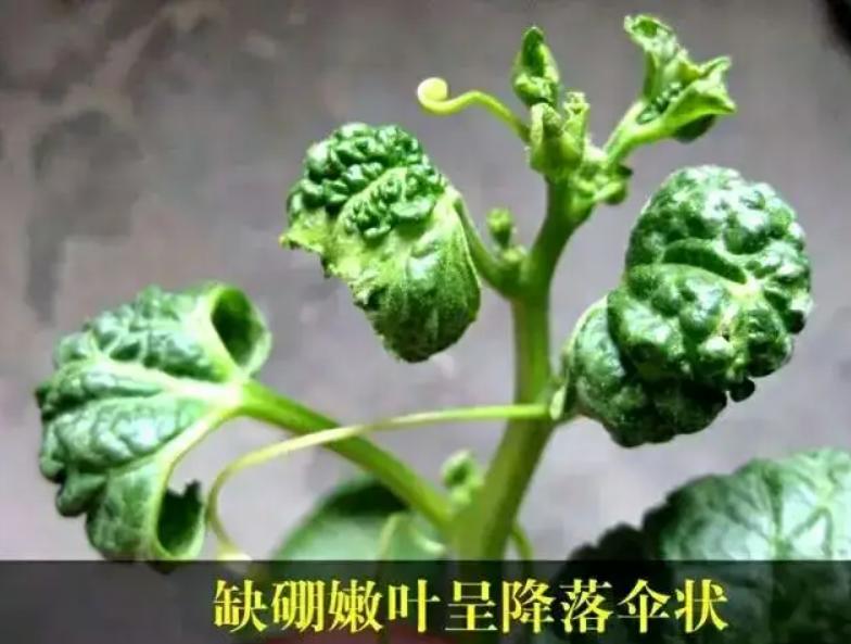 植物叶子不成形是什么原因,西瓜叶片呈降落伞状是怎么回事