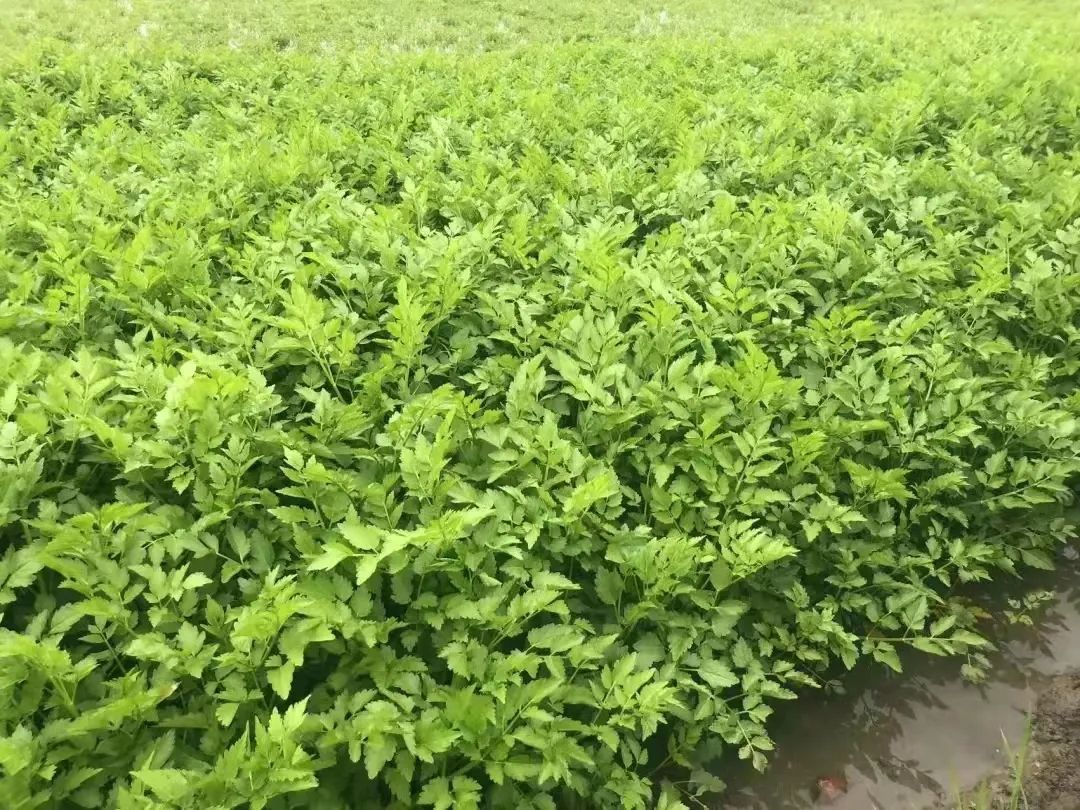 太仓人的“米袋子”“油罐子”“菜篮子”，管！够！