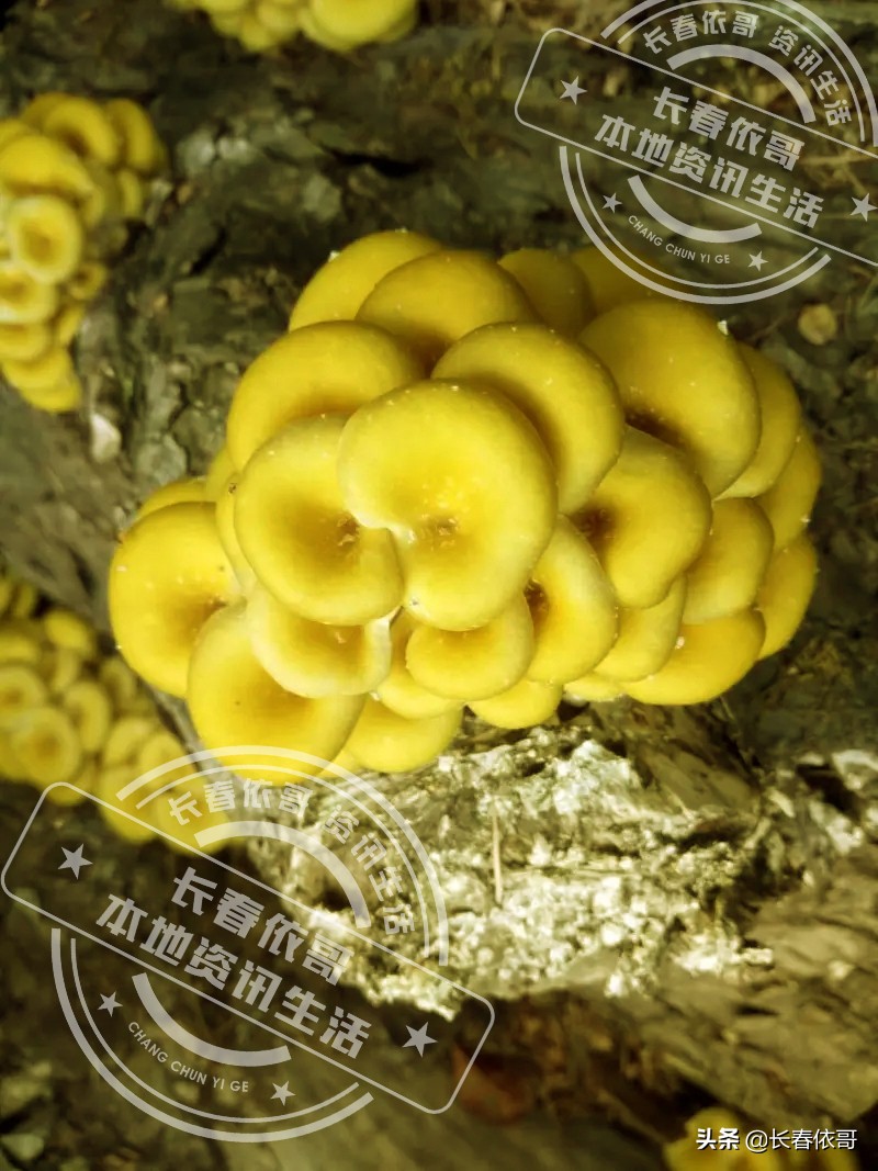 东北榛蘑排名前十的蘑菇,山珍长白山特产榆黄蘑