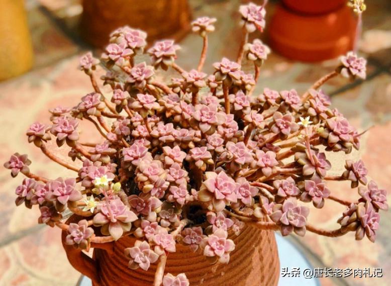 多肉阿伦怎样养护,夏天不怕晒的多肉品种